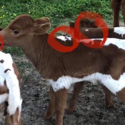 Cocoa Fudge and the triplet Texas Longhorn calves
