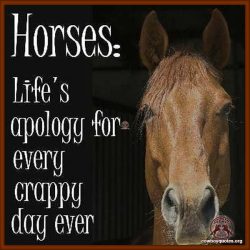 Horses: Life's apology for every crappy day ever