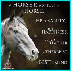 A horse is not just a horse