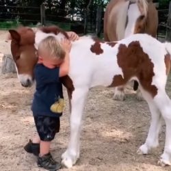 Little Pony and sweet little boy
