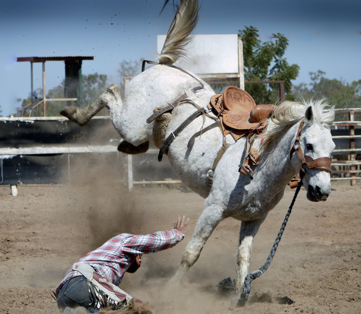 action animal bronco bucking