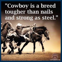 Cowboy is a breed tougher than nails and strong as steel.