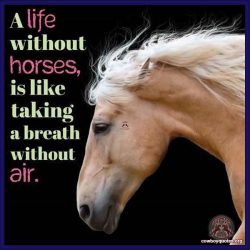 A life without horses, is like taking a breath without air.