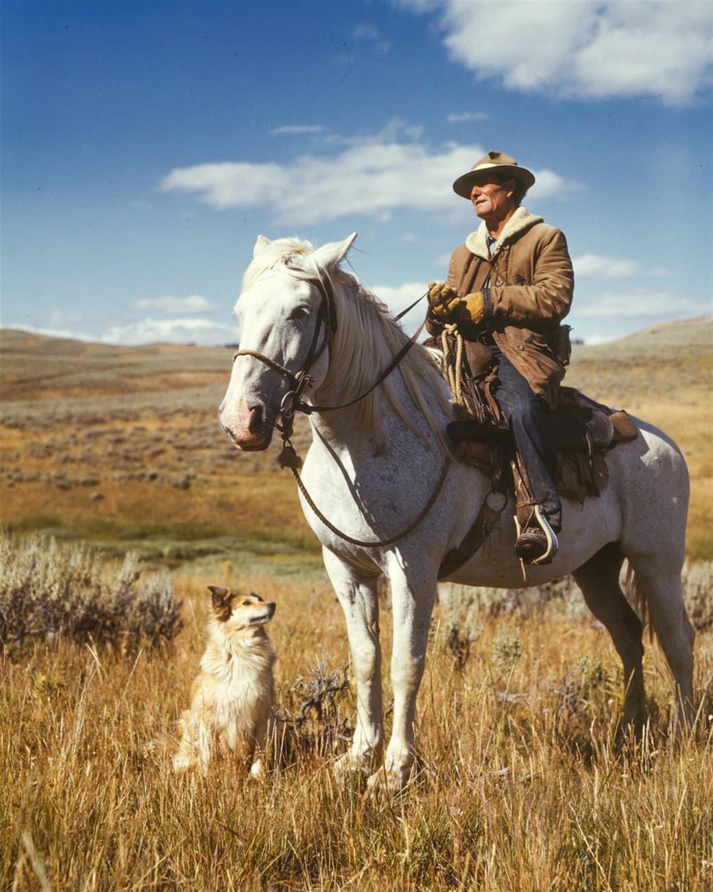 man on white horse next to dog on grassy field