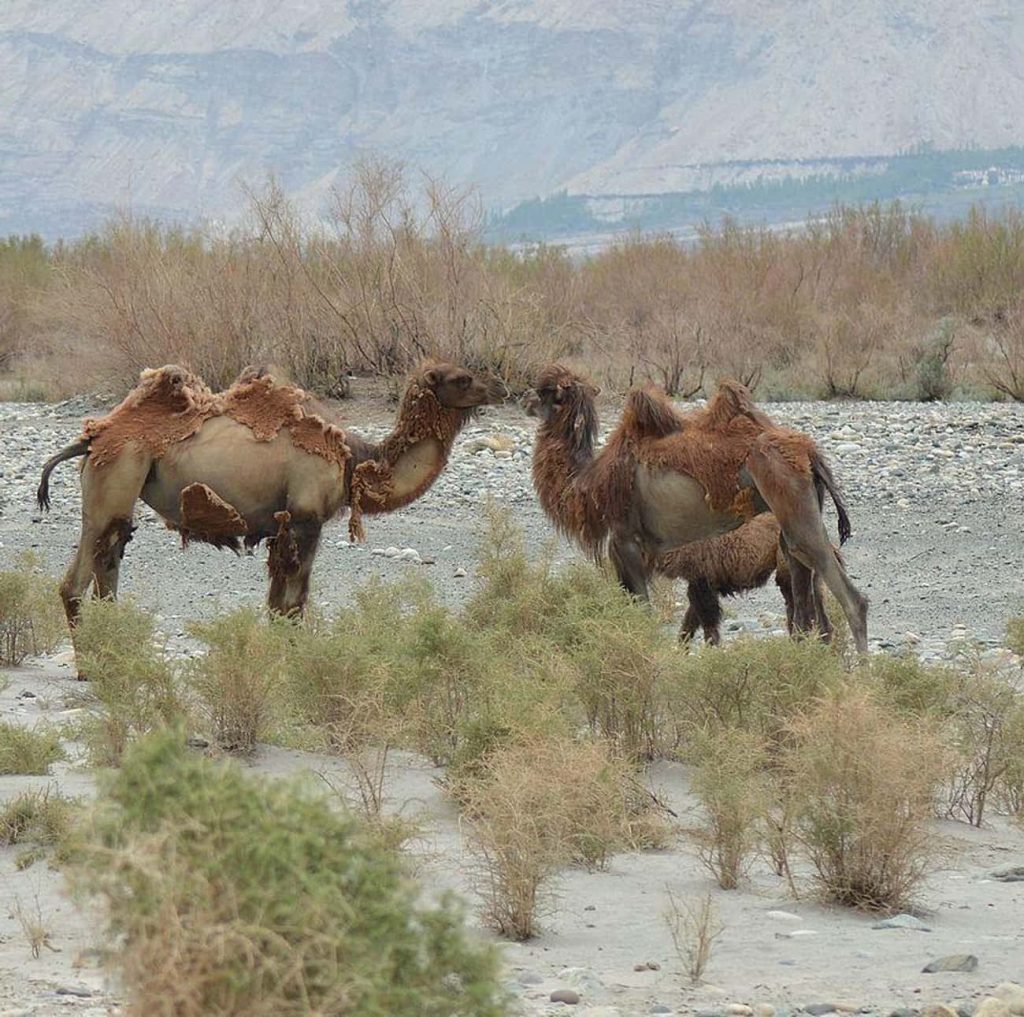 There Might've Been More Wild Camels Than Horses